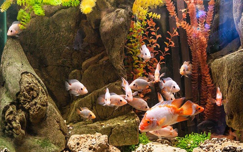 Tropical Aquarium Water Treatments - AllPondSolutions