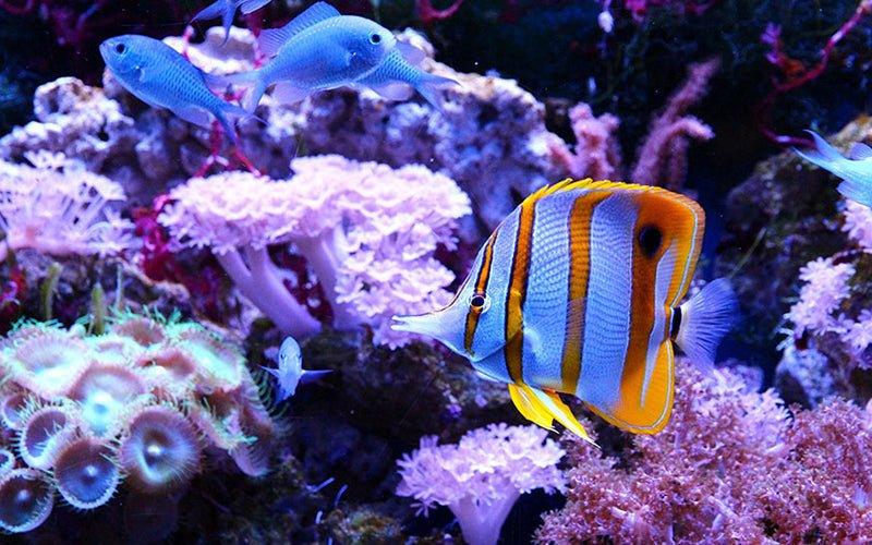 Useful Guide For Marine Fish Tank Water Treatment - AllPondSolutions