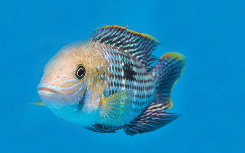 What are Your Fish Trying to Tell You? - AllPondSolutions