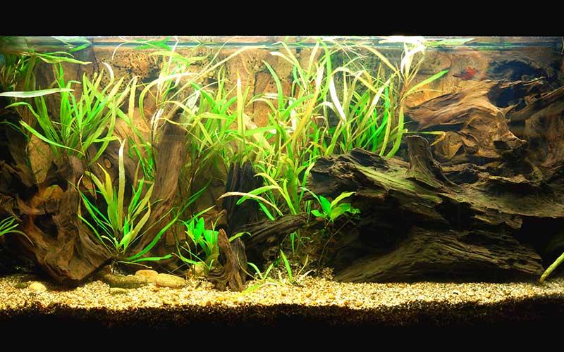 What is a Temperate Tank and what fish and plants can you keep? - AllPondSolutions
