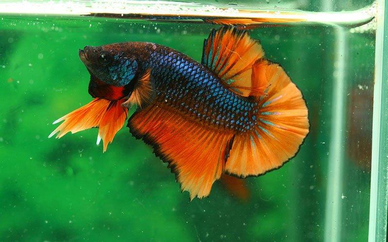 What is the Best Tank Size Needed for 1 Male Siamese Fighting Fish (betta Splendens)? - AllPondSolutions
