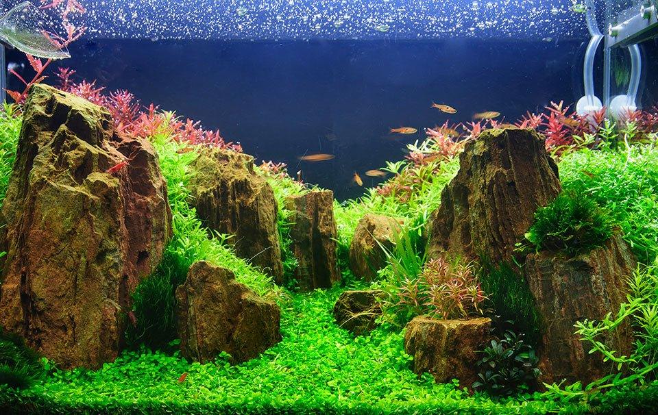 Where Should I Place My Fish Tank? - AllPondSolutions