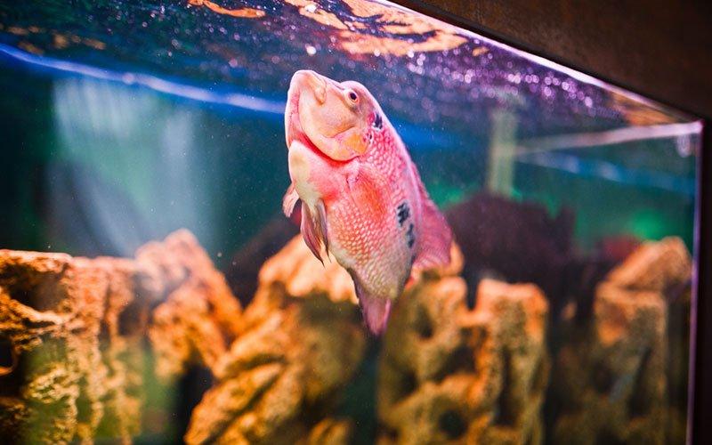 Which food is the best for my fish? - AllPondSolutions