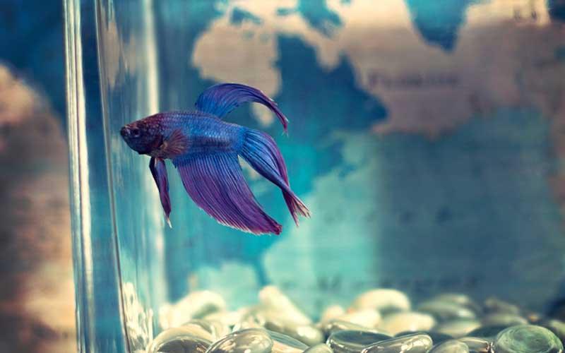 Why Do Fish Jump Out Of Water? - AllPondSolutions