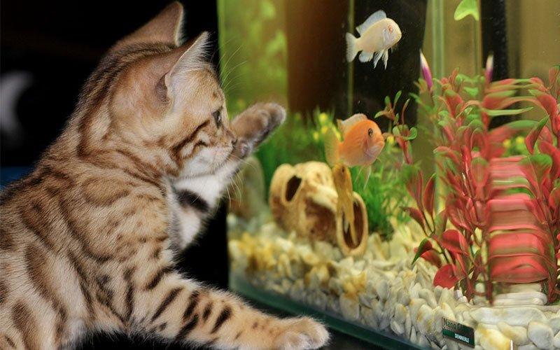 Why Does My Fish Keep Dying in My Aquarium? - AllPondSolutions