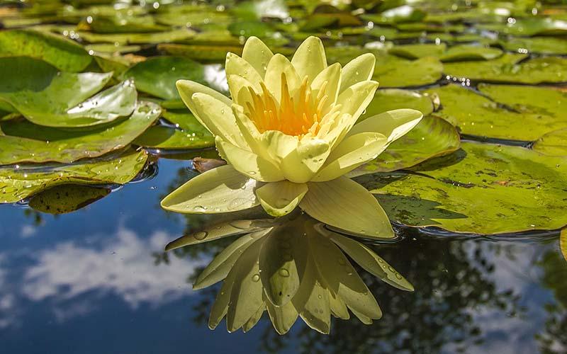 Why Is My Pond Losing Water? AllPondSolutions