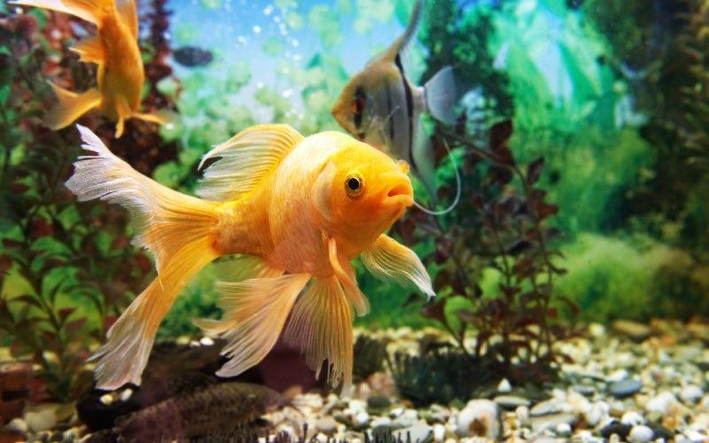 Your Guide to Aquarium Lighting - AllPondSolutions