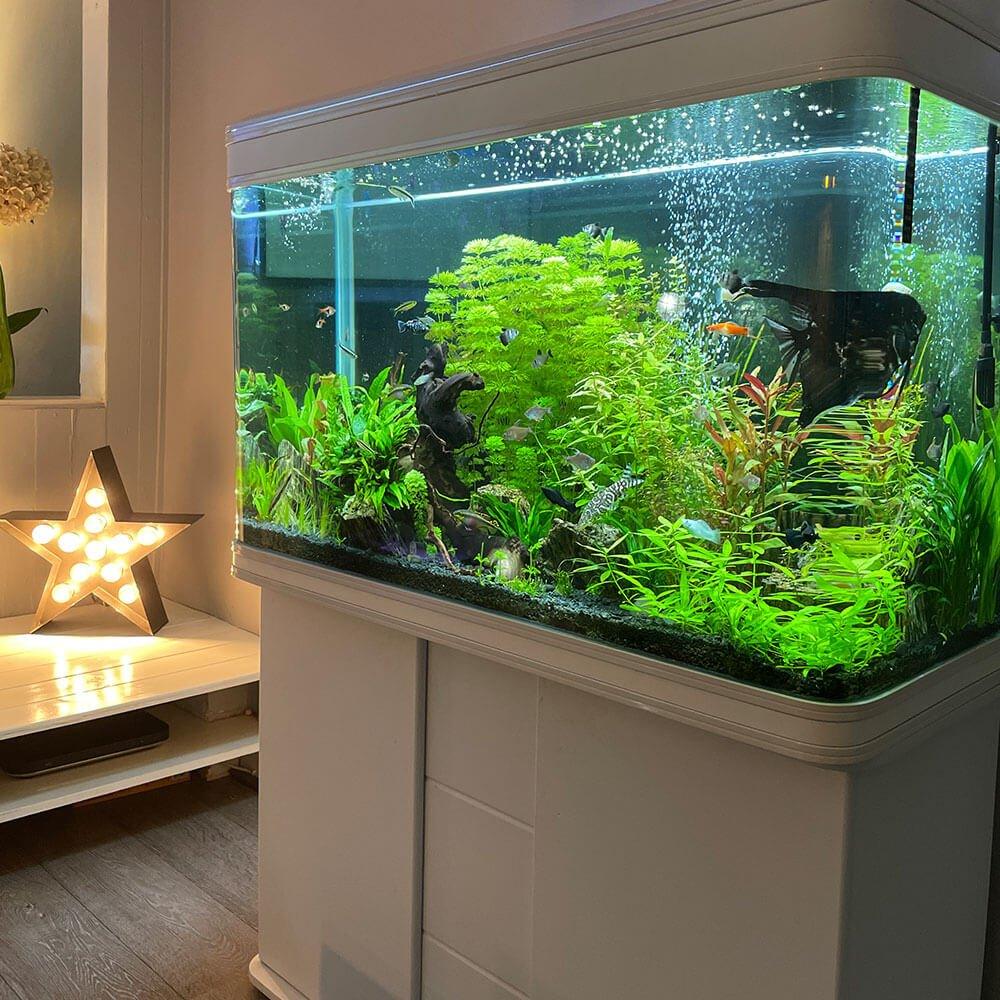 250L Cabinet Fish Tank (107cm 3.6ft) 2 Colours - AllPondSolutions