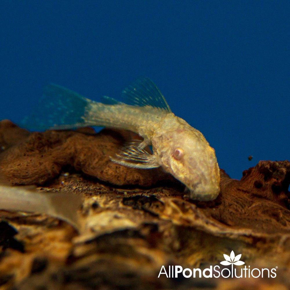 Albino Bristlenose Pleco – Ancistrus sp - AllPondSolutions