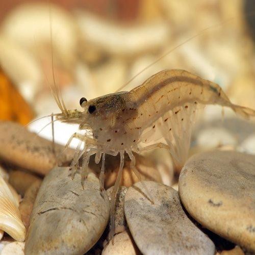 Amano Shrimp - Caridina japonica - AllPondSolutions