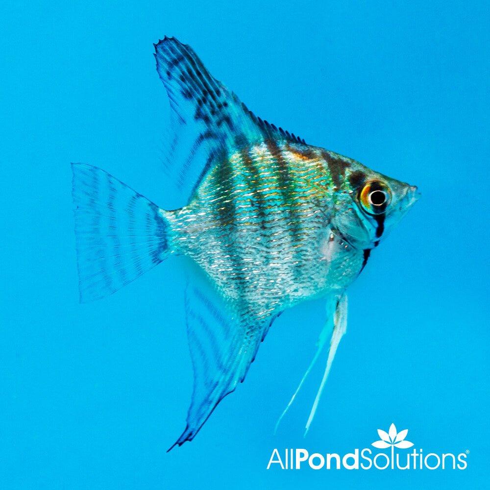 Angelfish Blue Pinoy- Pterophyllum Scalare AllPondSolutions