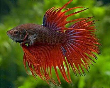 Buy Assorted Crown Male Fighter Fish Allpondsolutions