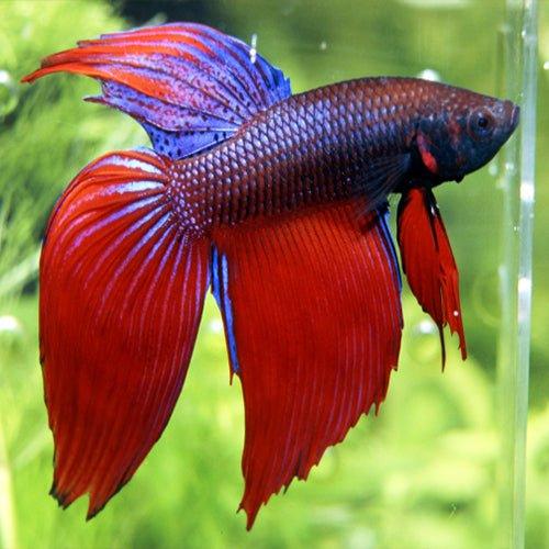 Assorted Male Fighters - Betta splendens - AllPondSolutions