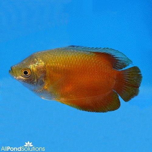 Blood Red Dwarf Gourami Male - AllPondSolutions