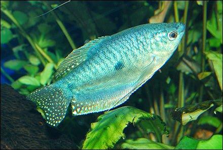 Blue Gourami - Trichopodus trichopterus - AllPondSolutions