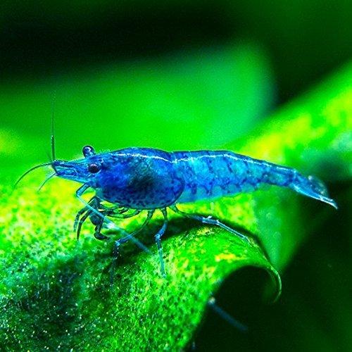 Blue Velvet Shrimp - Neocaridina davidi - AllPondSolutions