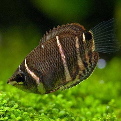 Chocolate Gourami - AllPondSolutions