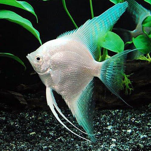 Live freshwater sales angelfish for sale