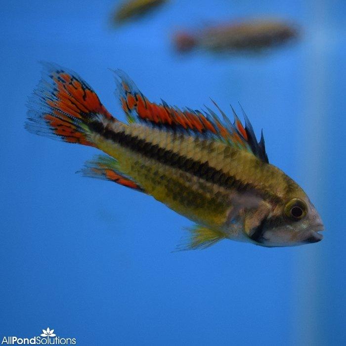Double Red Cockatoo Cichlids - Apistogramma Cacatuoides - AllPondSolutions