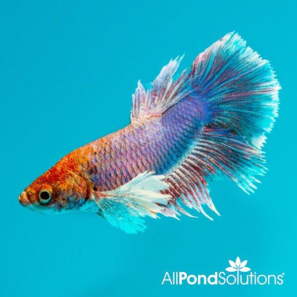 Dumbo Female Fighter - Betta Splendens - AllPondSolutions