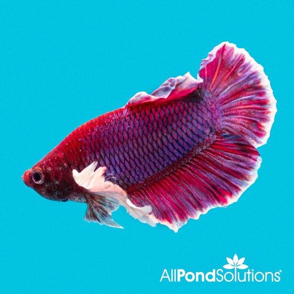 Dumbo Half-Moon Plakat Male Betta Fighter - Betta Splendens - AllPondSolutions