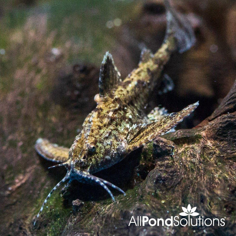 Dwarf Anchor Catfish - Hara jerdoni - AllPondSolutions