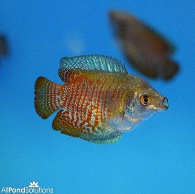 Dwarf Gourami - Trichogaster lalius - AllPondSolutions