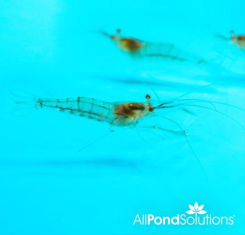Glass Shrimp - Macrobrachium Lanchesteri - AllPondSolutions