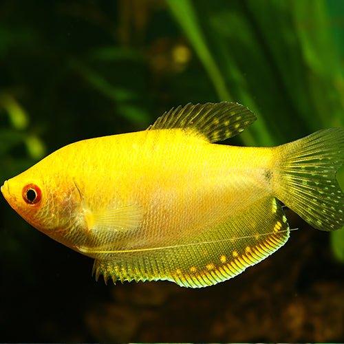 Gold Gourami - Trichopodus trichopterus - AllPondSolutions