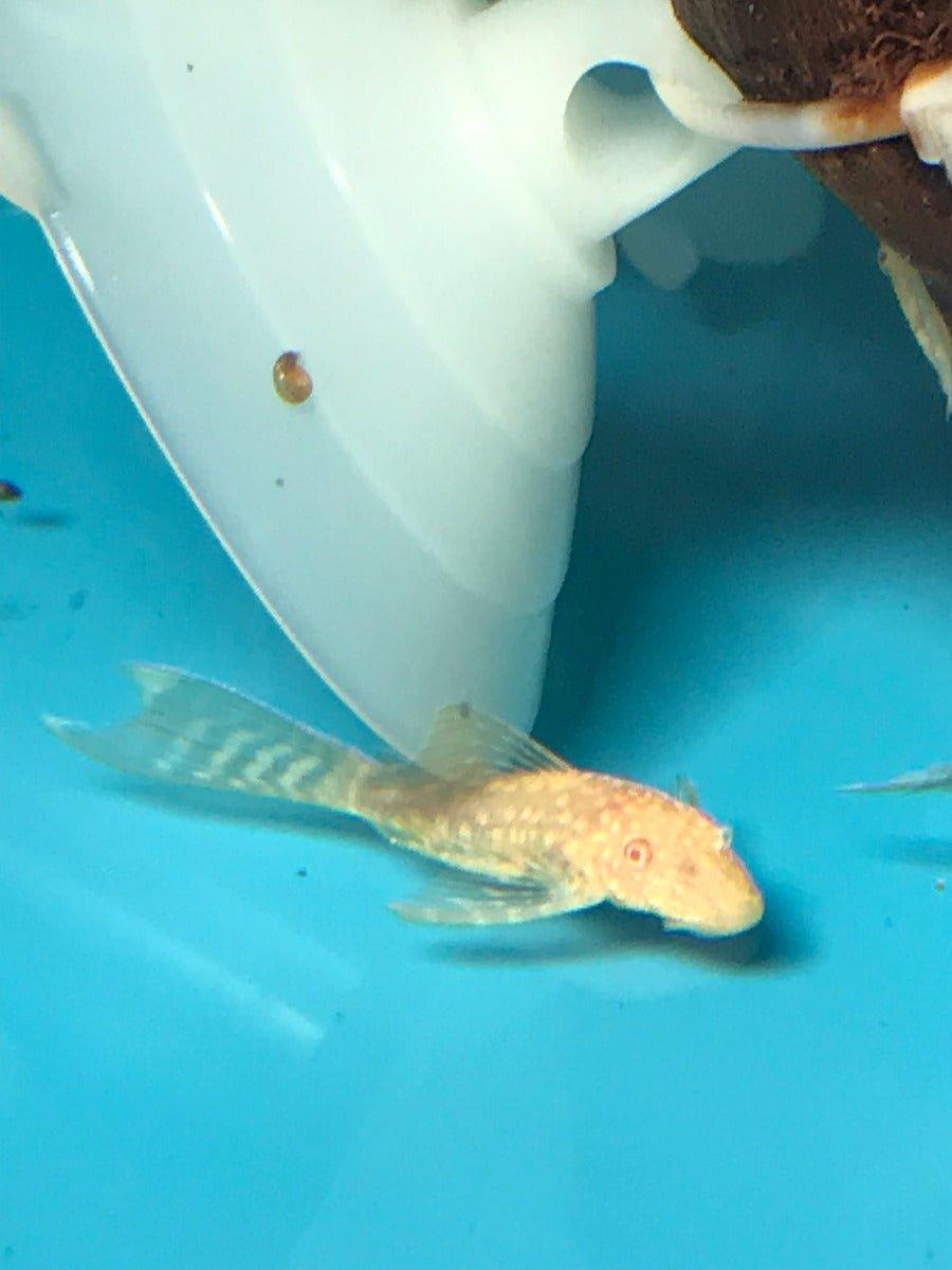 Golden Veil Tail Bristlenose Pleco – Ancistrus sp - AllPondSolutions