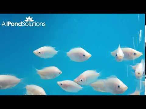 Kissing Gourami - Helostoma temminckii - AllPondSolutions