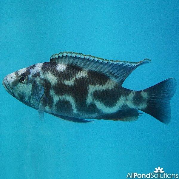Livingstoni Cichlid - Nimbochromis livingstonii 15-17cm - AllPondSolutions