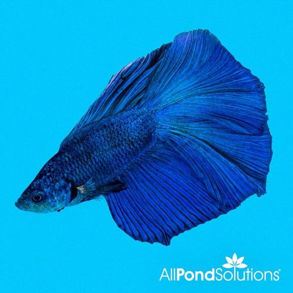 Lyretail Male Siamese Fighter - Betta Splendens - AllPondSolutions