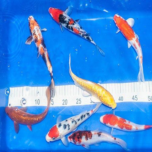 Mixed Koi Bundle - Includes 10 x 2-3" and 1 x Grade AA 7-8" - AllPondSolutions