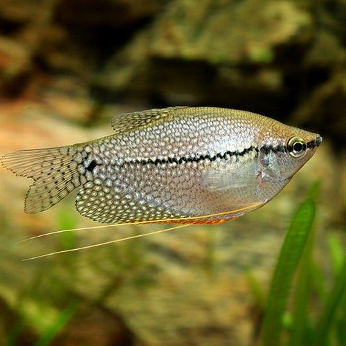 Pearl Gourami - Trichopodus leerii - AllPondSolutions