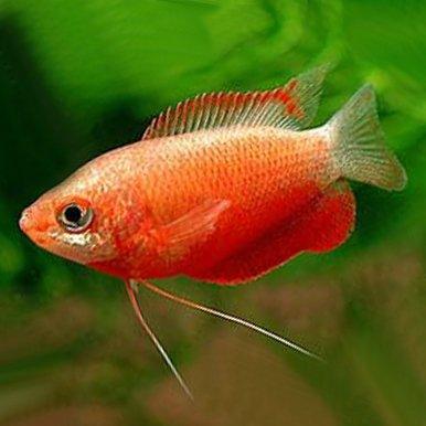 Red Honey Gourami Fish Allpondsolutions AllPondSolutions