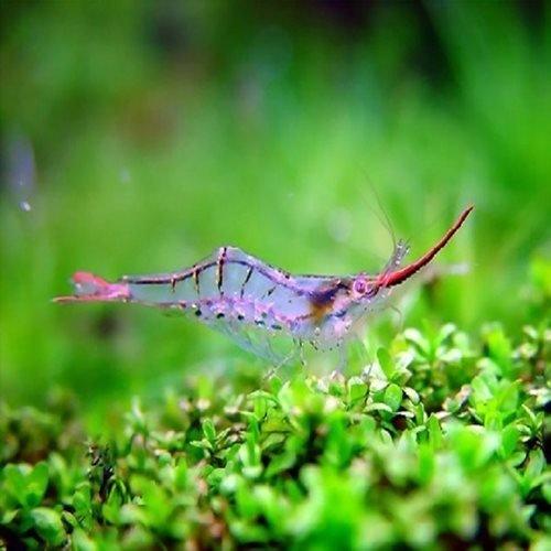 Red Skunk Shrimp - AllPondSolutions