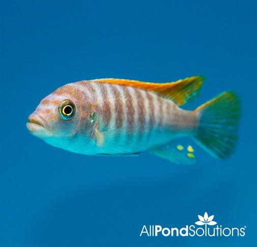 Red Top Ice Blue Zebra - Pseudotropheus Greshakei - AllPondSolutions