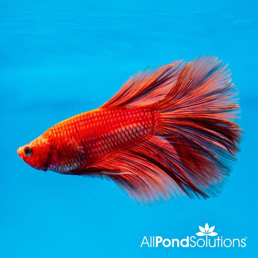 Siamese Fighter Halfmoon Orange - Betta Splendens - AllPondSolutions