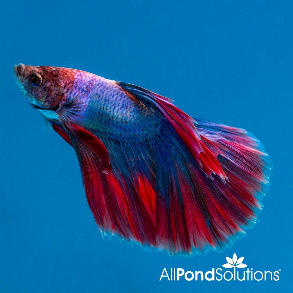 Siamese Fighting Fish Halfmoon Combi Mascot- Betta Splendens - AllPondSolutions