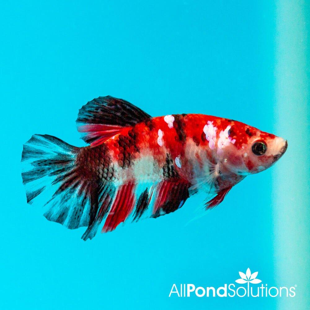 Siamese Fighting Fish Plakat Koi- Betta Splendens AllPondSolutions
