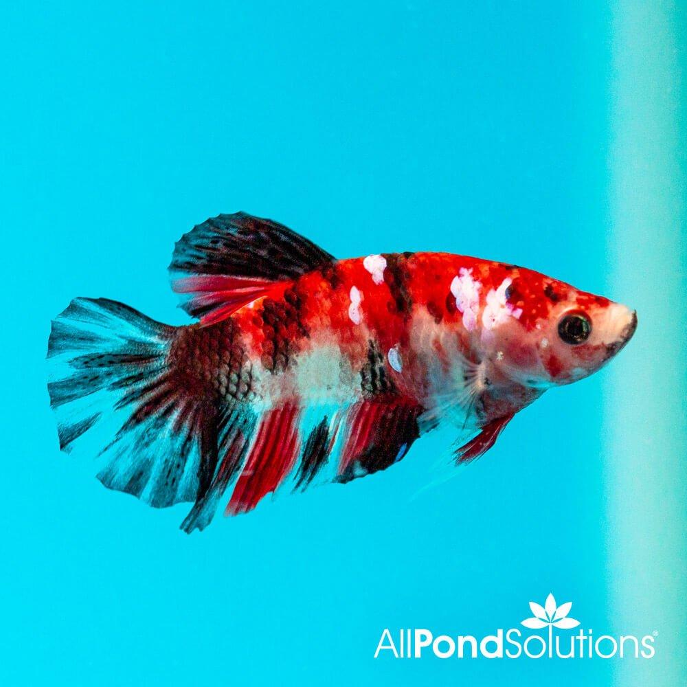 Siamese Fighting Fish Plakat Koi - Betta Splendens - AllPondSolutions