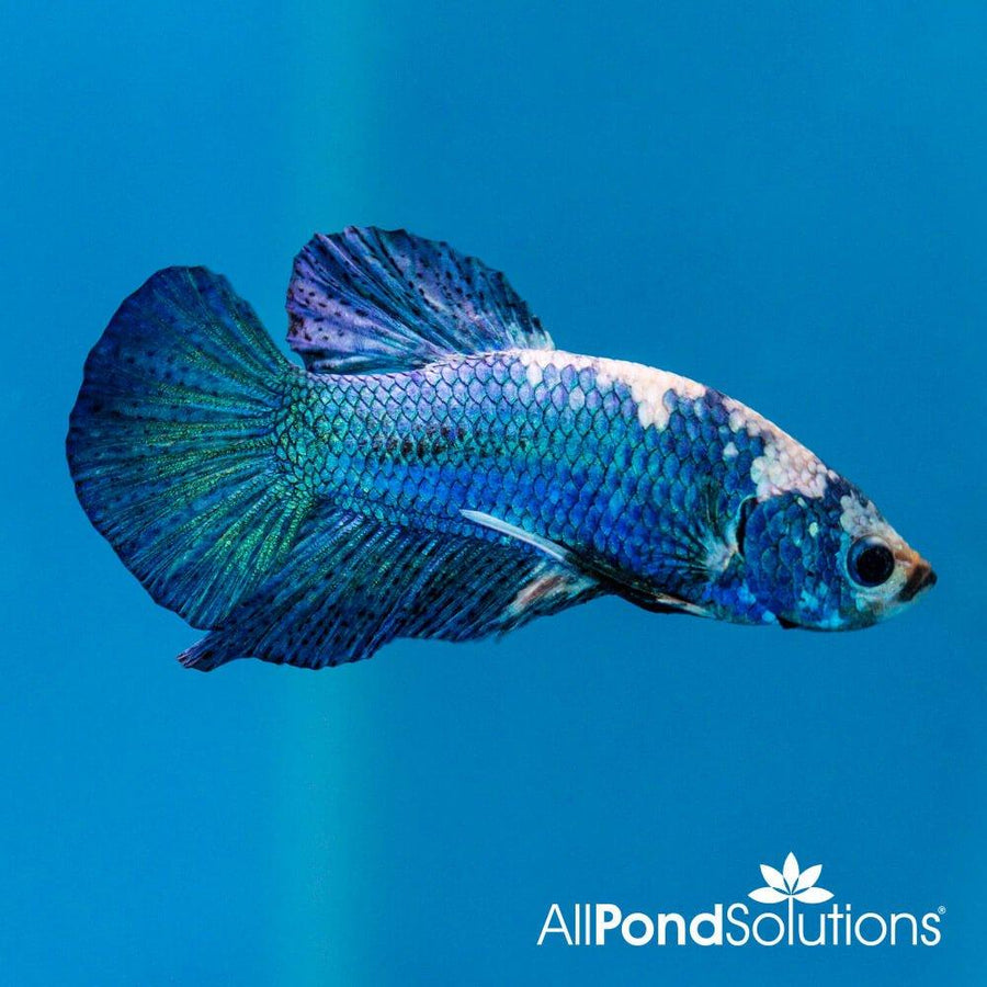 Siamese Fighting Fish Plakat Marble Blue- Betta Splendens - AllPondSolutions