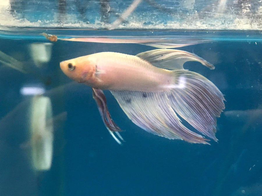 Siamese Fighting Fish Select 1 - Betta Splendens - AllPondSolutions