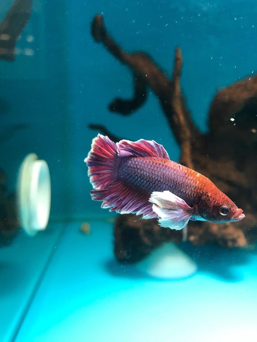 Siamese Fighting Fish Select 3 - Betta Splendens - AllPondSolutions