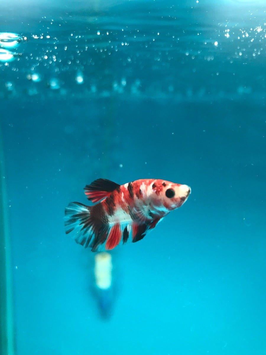 Siamese Fighting Fish Select Betta Splendens AllPondSolutions