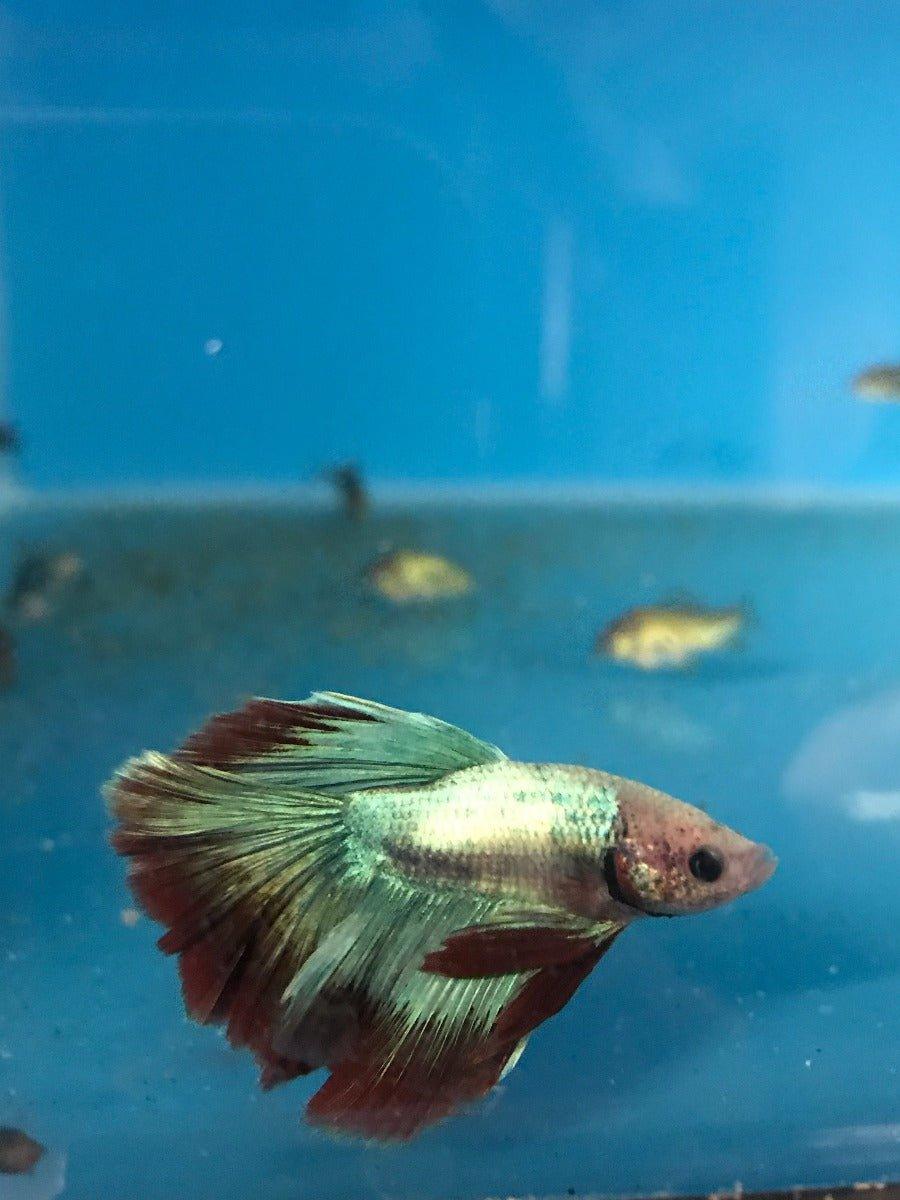 Siamese Fighting Fish Select 5 - Betta Splendens - AllPondSolutions