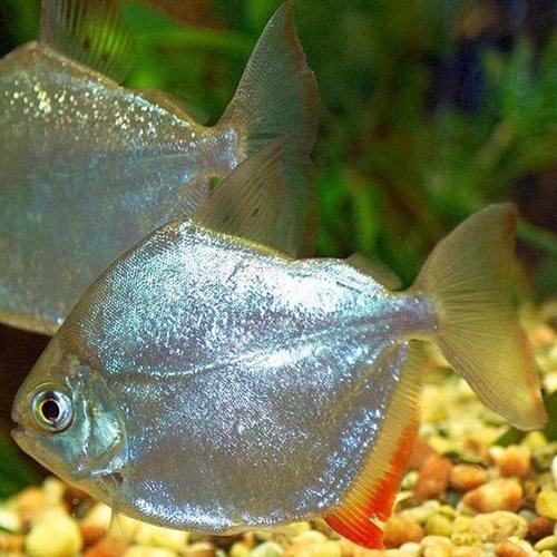 Silver Dollar Tetra Fish For Sale - Allpondsolutions AllPondSolutions Silver Dollar Tetra Fish For Sale - Allpondsolutions AllPondSolutions