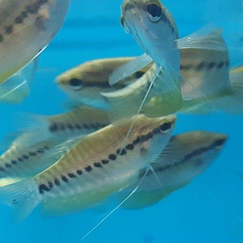 Snakeskin Gourami - Trichogaster pectoralis - AllPondSolutions