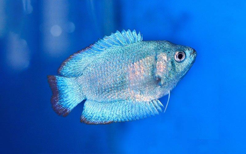 10 Facts You Never Knew About Fish - AllPondSolutions